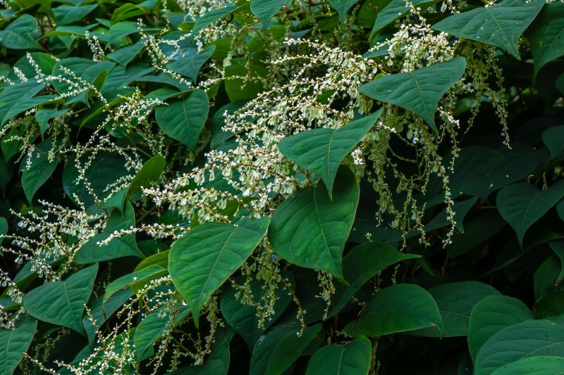 Japanese Knotweed Removal