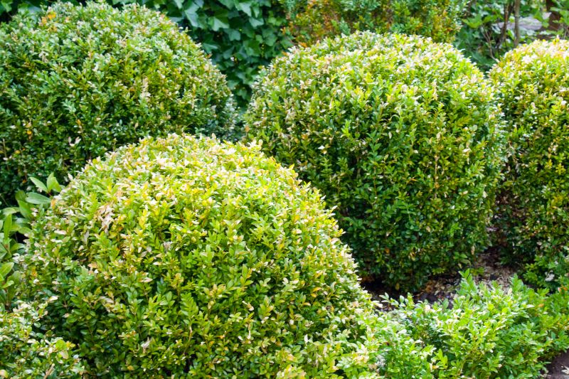 Shrubs After Professional Trimming