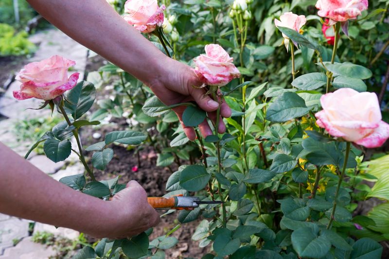 Trimmed Bushes with Blooming Flowers