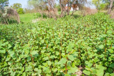 Japanese Knotweed Spreads Fast!