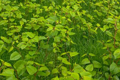 Rid Your Home or Business from Japanese Knotweed!